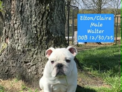 Dog Gone Bulldogs