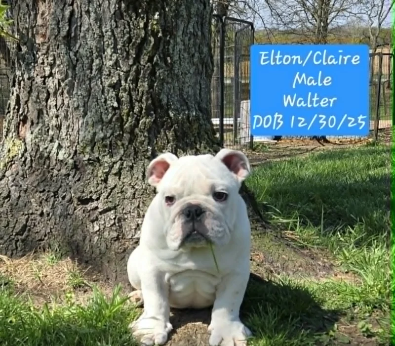 Dog Gone Bulldogs