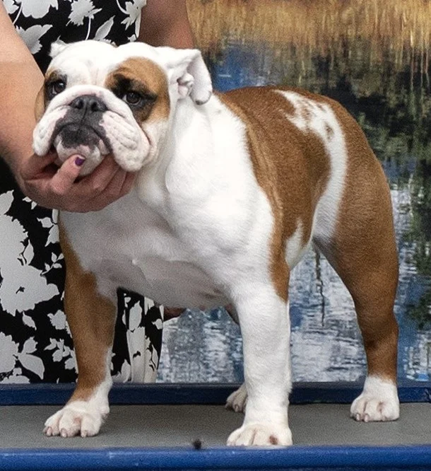 ROCKY MOUNTAIN BULLDOGS