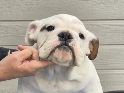 ROCKY MOUNTAIN BULLDOGS