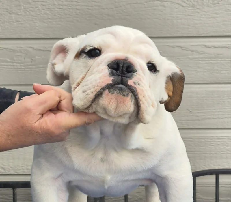 ROCKY MOUNTAIN BULLDOGS