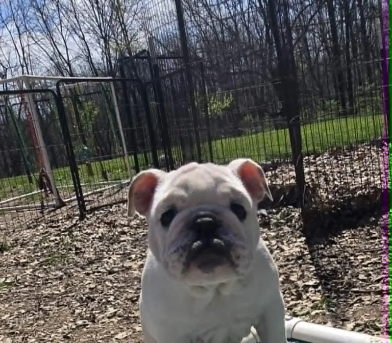 Dog Gone Bulldogs