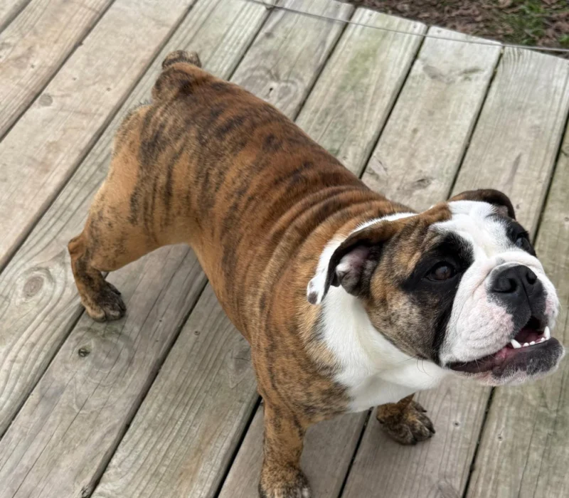 Kelley Ensminger Ace Bullies