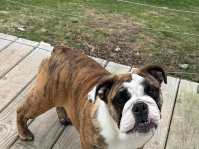 Kelley Ensminger Ace Bullies