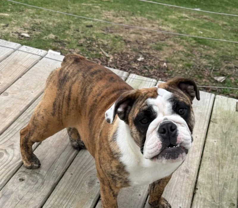Kelley Ensminger Ace Bullies