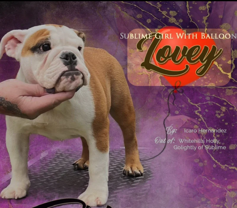Sublime Bulldogs