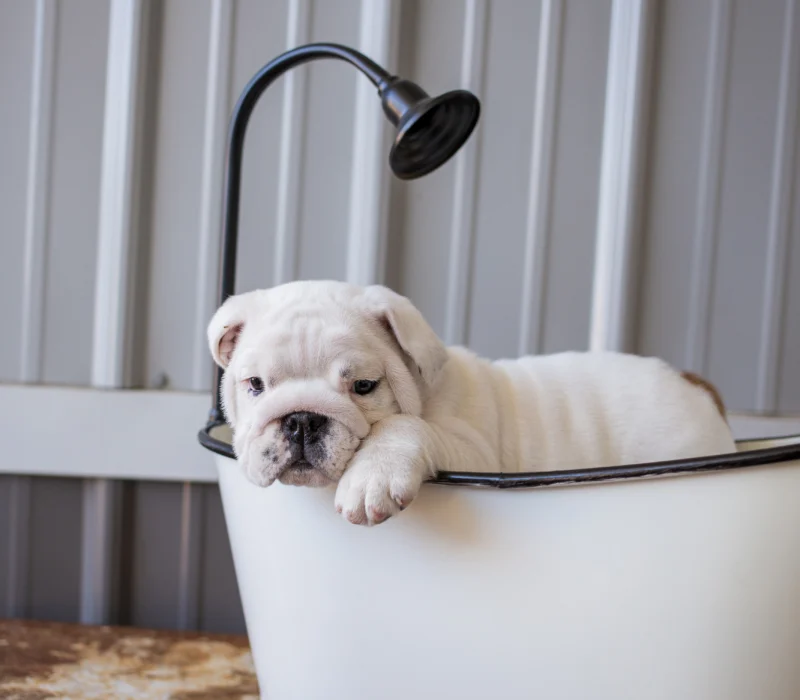 ROCKY MOUNTAIN BULLDOGS