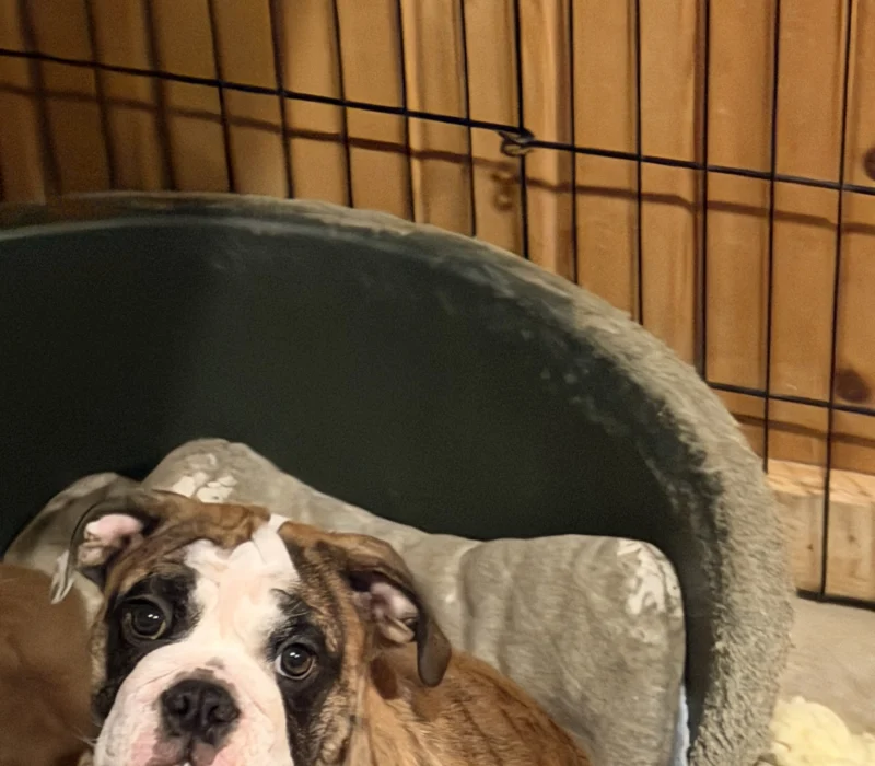 Kelley Ensminger Ace Bullies