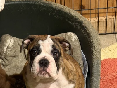 Kelley Ensminger Ace Bullies
