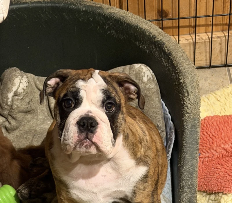 Kelley Ensminger Ace Bullies