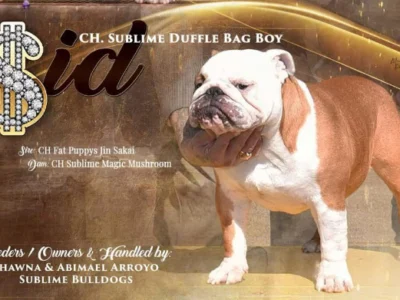 Sublime Bulldogs