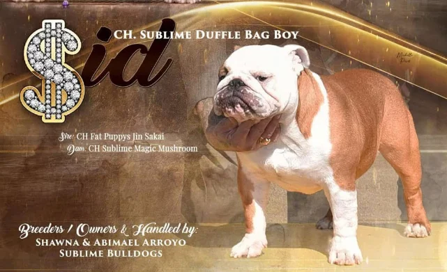 Sublime Bulldogs