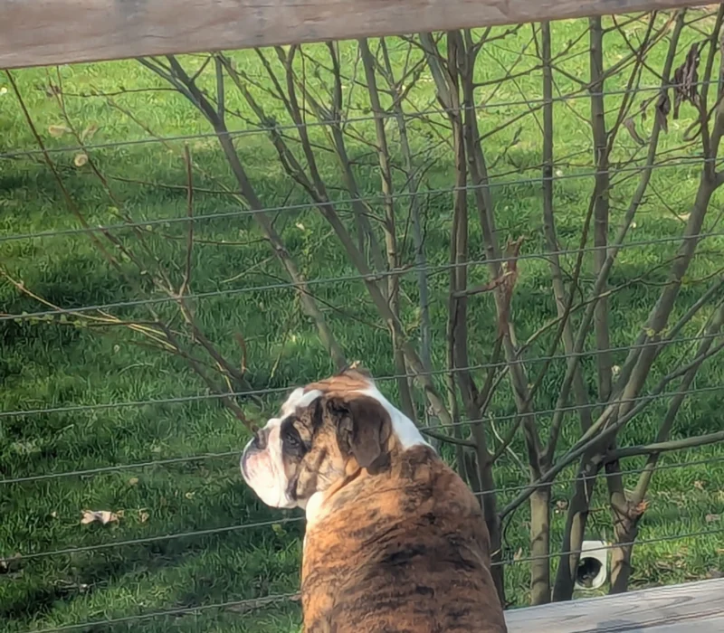 Kelley Ensminger Ace Bullies