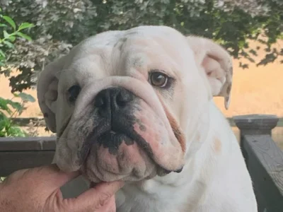 ROCKY MOUNTAIN BULLDOGS