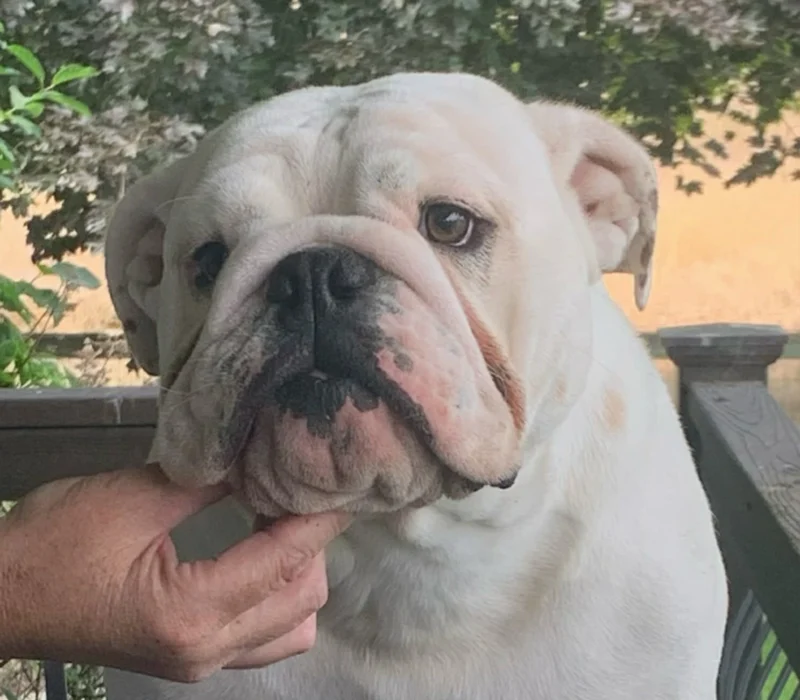 ROCKY MOUNTAIN BULLDOGS