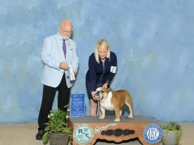 Young AKC Champion Male Available - Chris King
