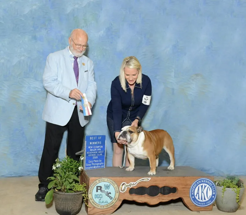 Young AKC Champion Male Available - Chris King
