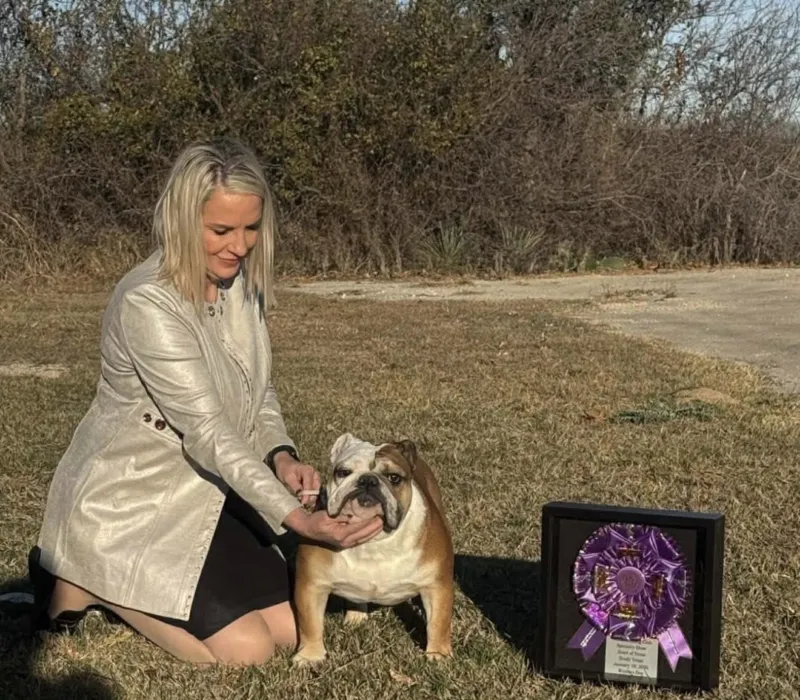 Young AKC Champion Male Available - Chris King