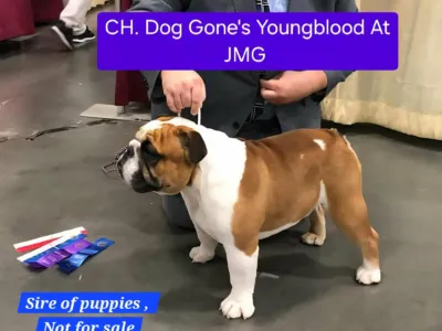 Boxcar Bulldogs