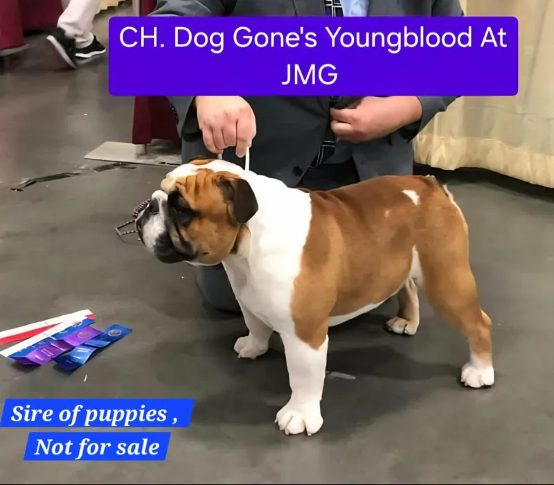 Boxcar Bulldogs