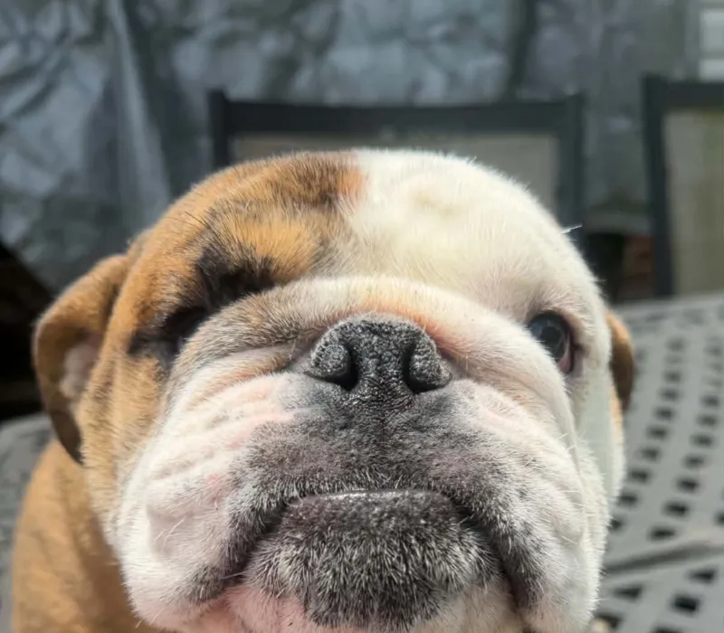 Boxcar Bulldogs