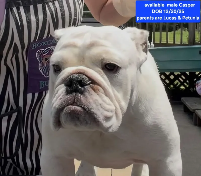 Boxcar Bulldogs