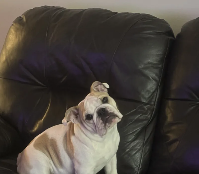 K&K Fat Bottom Bulldogs