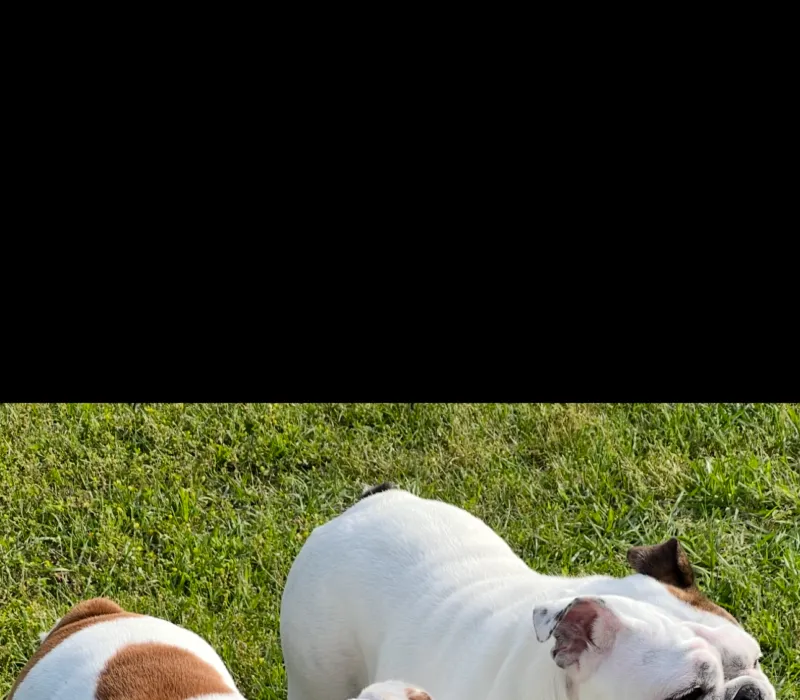 On The Rollin 7 Bulldogs