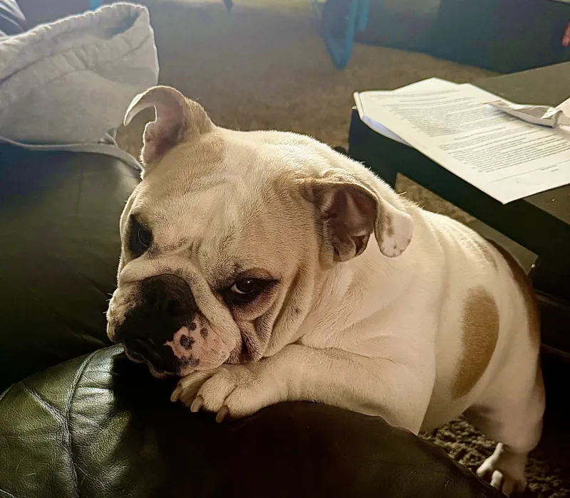 K&K Fat Bottom Bulldogs