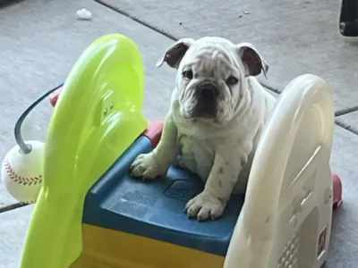 Bomber Bulldogs, Erica