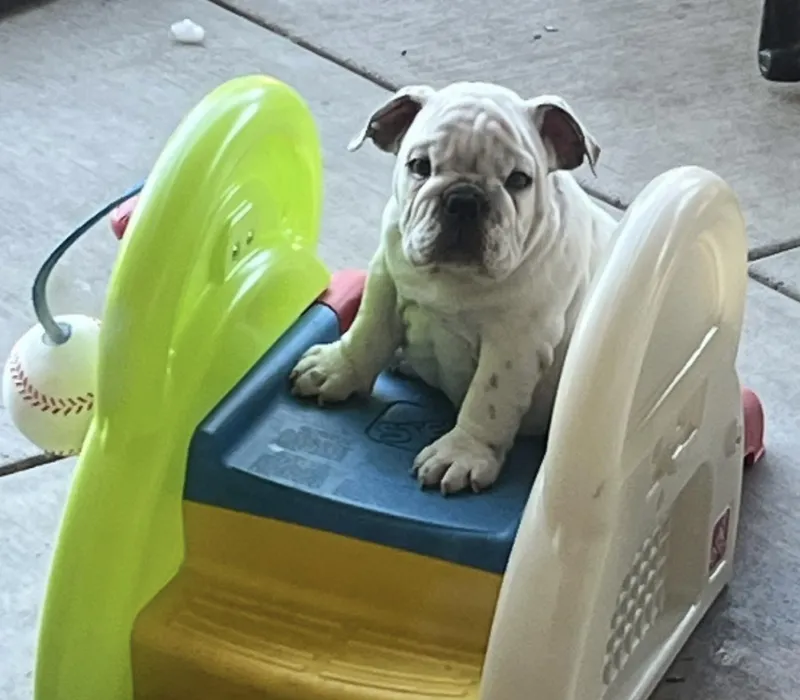 Bomber Bulldogs, Erica