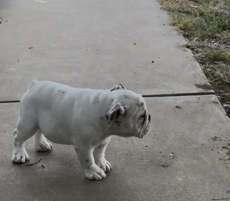 Bomber Bulldogs, Erica