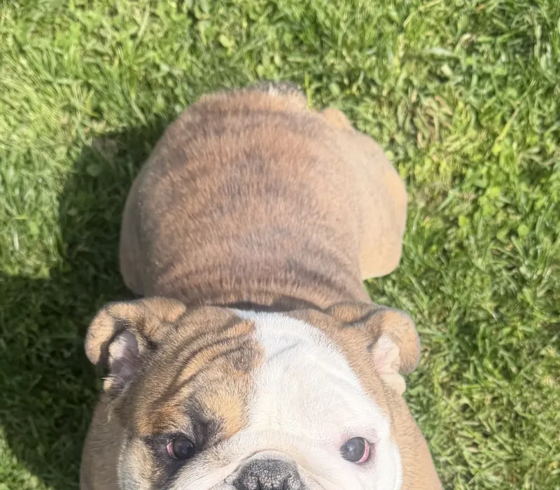 Boxcar Bulldogs