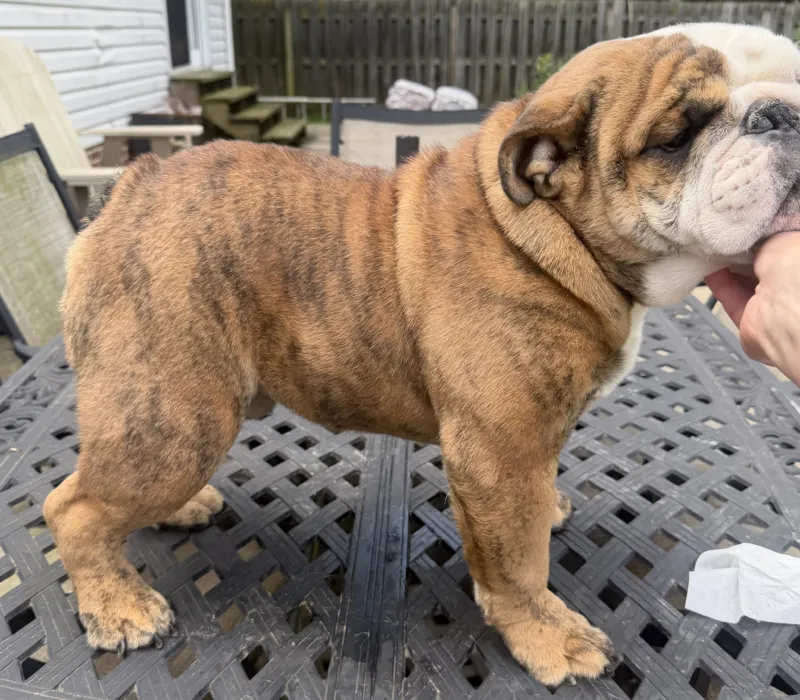 Boxcar Bulldogs