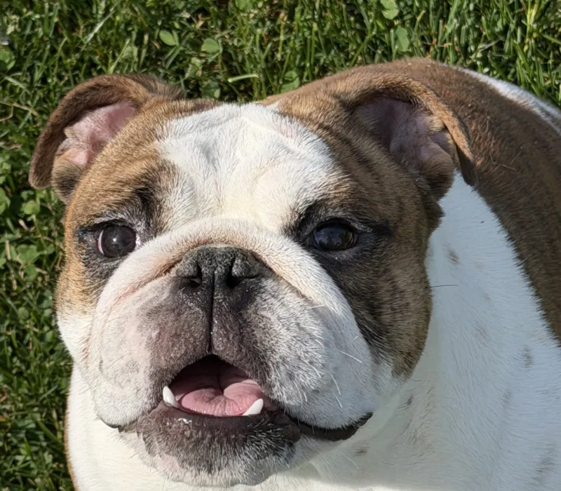 Boxcar Bulldogs