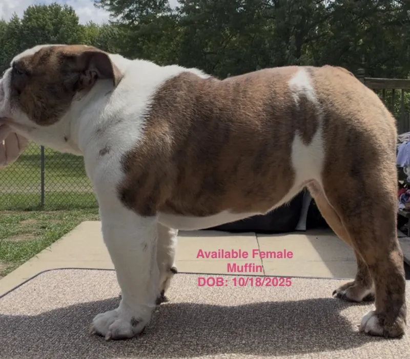 Boxcar Bulldogs