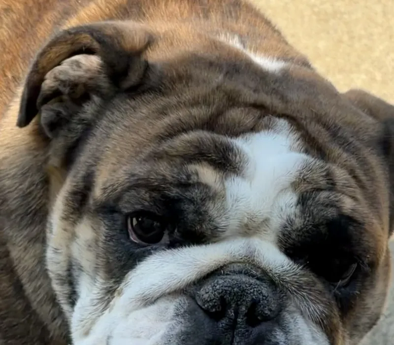 Boxcar Bulldogs