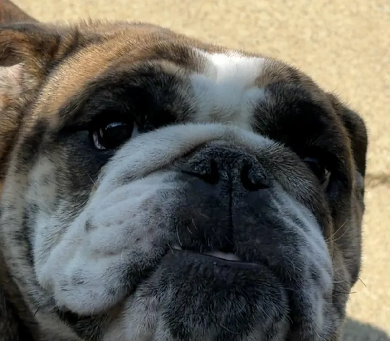 Boxcar Bulldogs