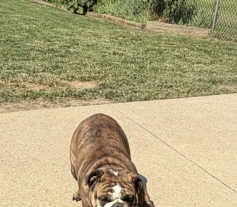 Boxcar Bulldogs