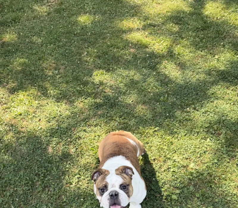 Boxcar Bulldogs