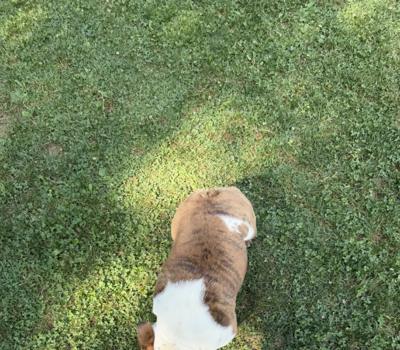 Boxcar Bulldogs