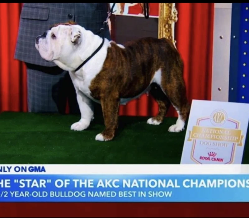 Encore Bulldogs