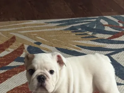On The Rollin 7 Bulldogs
