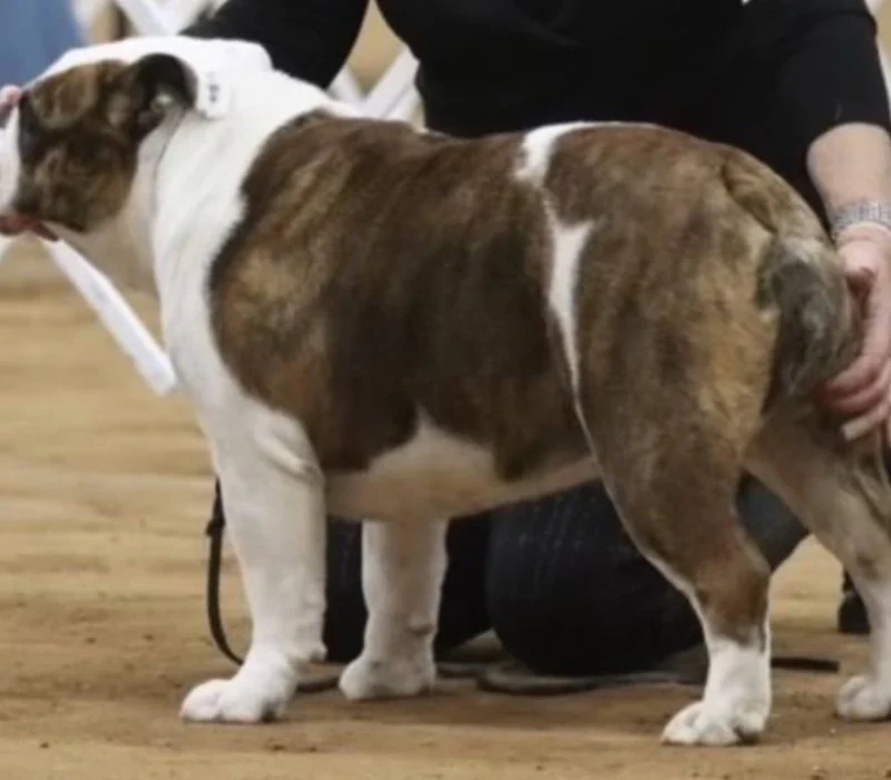 Encore Bulldogs