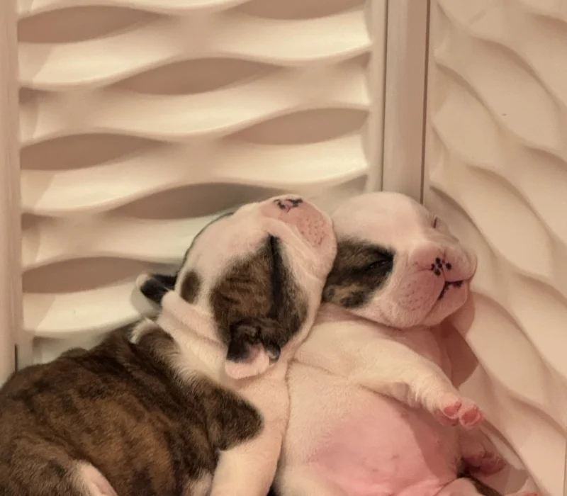 Encore Bulldogs