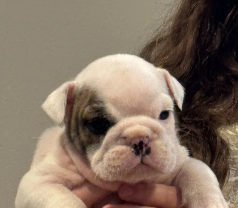 Encore Bulldogs