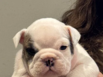 Encore Bulldogs