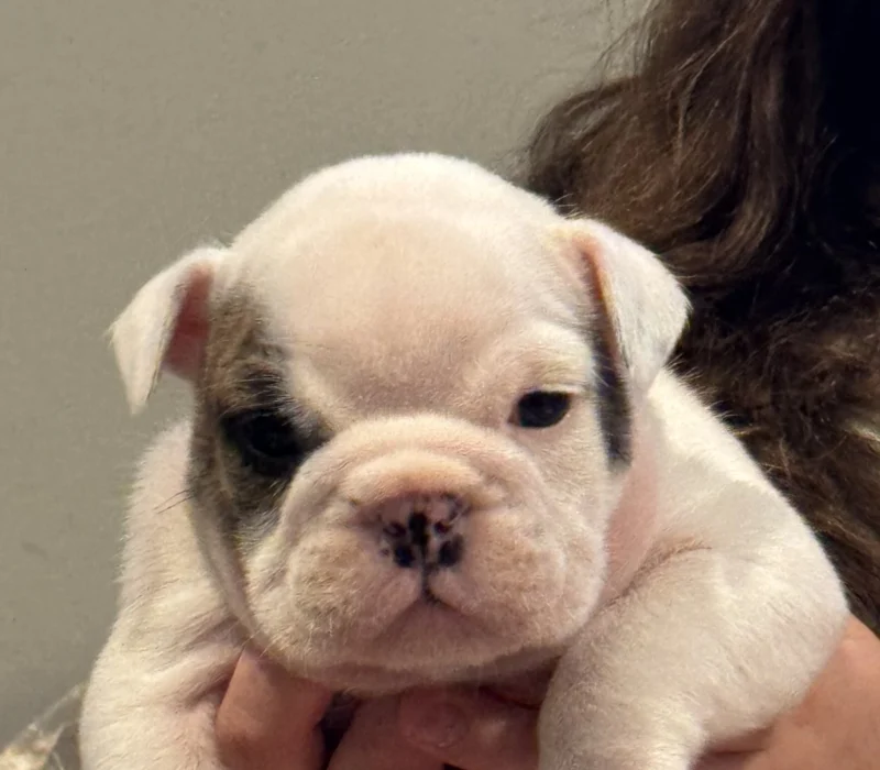 Encore Bulldogs