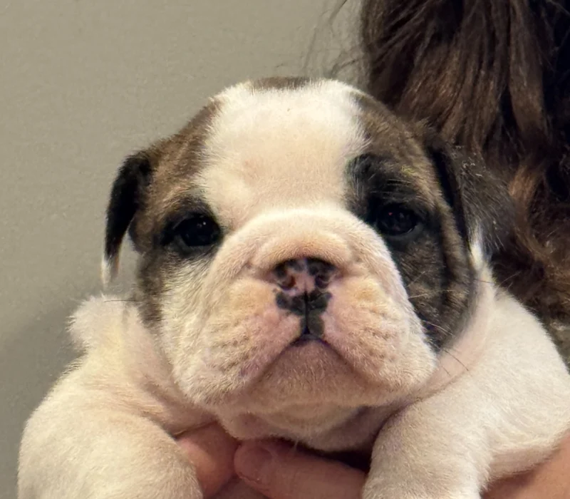 Encore Bulldogs