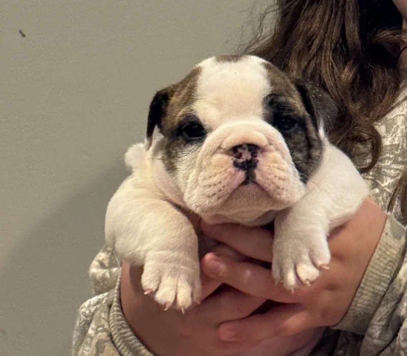 Encore Bulldogs